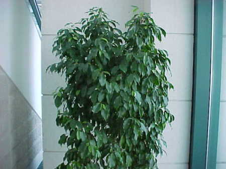 Identifying Houseplants