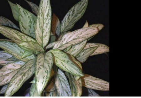 Identifying Houseplants