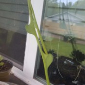 light green stalk with flat leaves every few inches