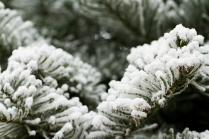 A Christmas tree that has white flocking to resemble snow.