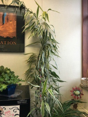 tall plant with central stalk and green and white edged narrow leaves