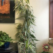 tall plant with central stalk and green and white edged narrow leaves