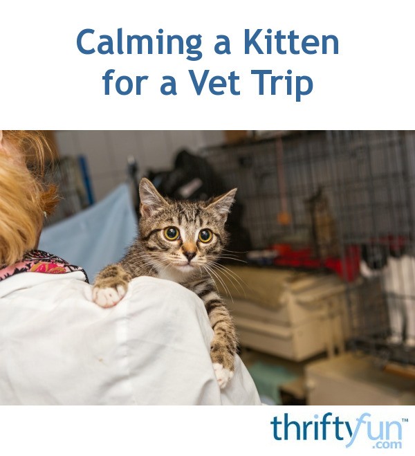Calming a Kitten for a Vet Trip ThriftyFun
