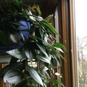 Identifying a Houseplant