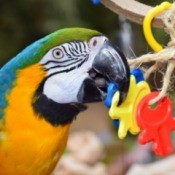 A parrot chewing on a chew toy.
