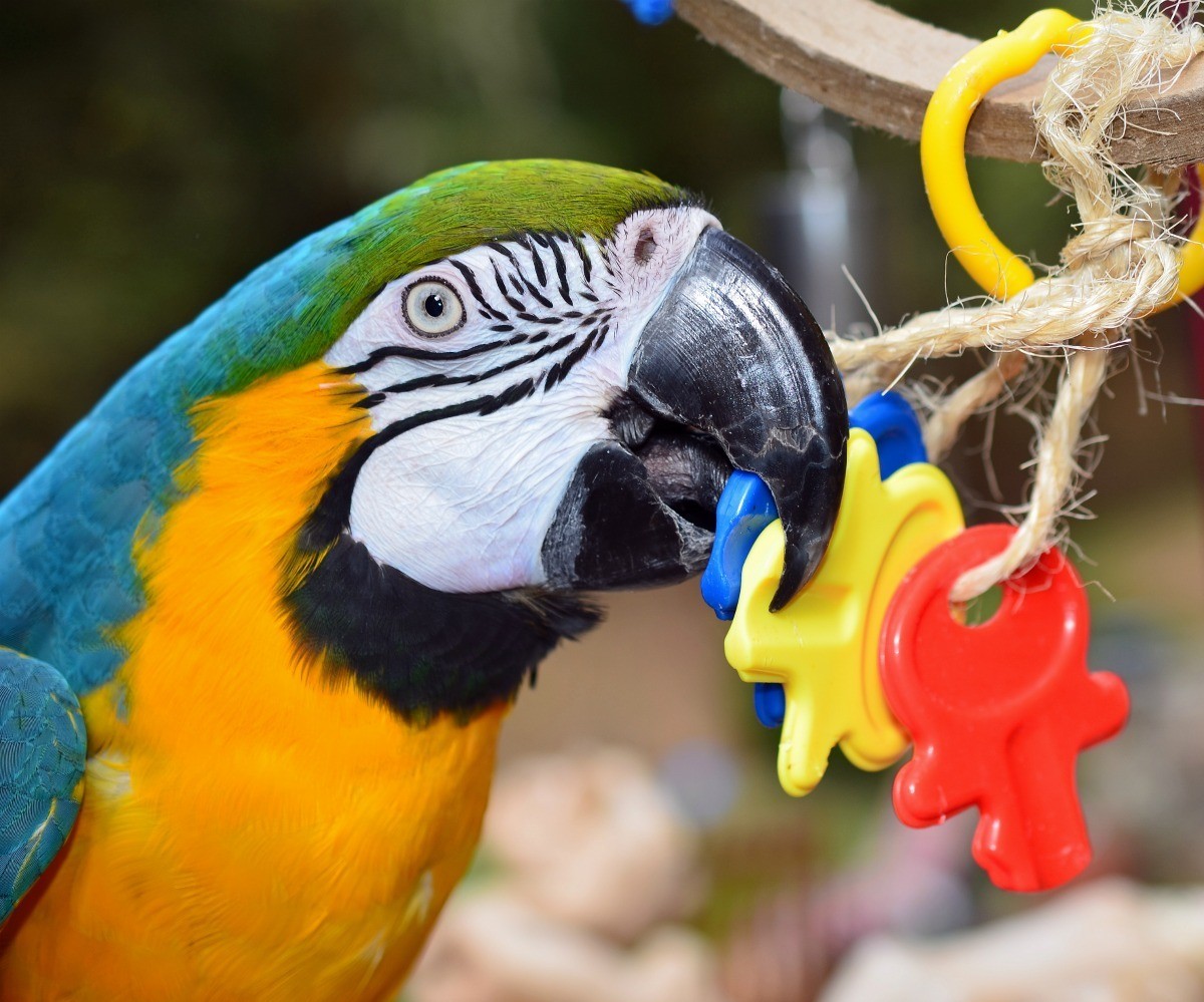 Parrot Toy Ideas ThriftyFun