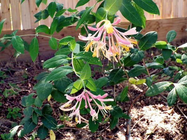 Growing Tree Form Honeysuckle