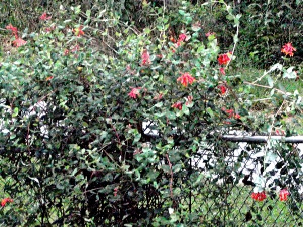 Growing Tree Form Honeysuckle