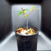 Growing Tree Form Honeysuckle