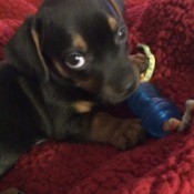 black and tan puppy with toy laying on red background