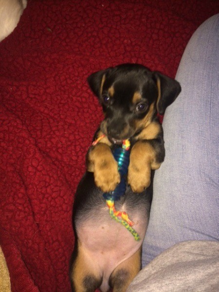 What Breed Is My Dog?