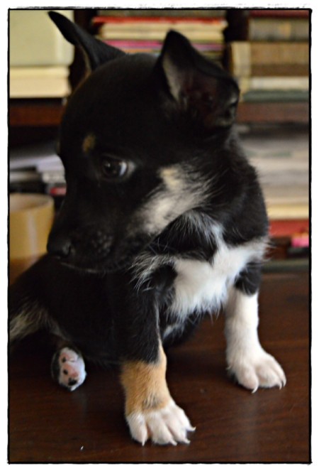 tricolor puppy