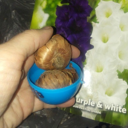 Two bulbs being placed into a plastic Easter egg.