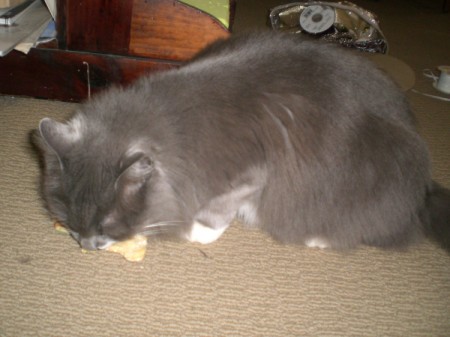 Peanut Butter Dog Cookies as Gifts