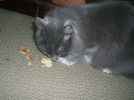 Peanut Butter Dog Cookies as Gifts