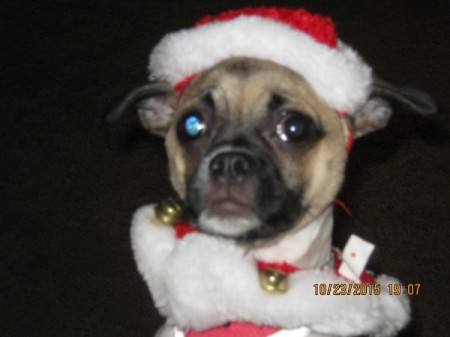 Pug in Santa suit