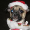 Pug in Santa suit