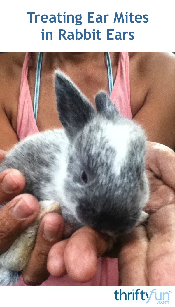 Treating Ear Mites in Rabbit Ears ThriftyFun