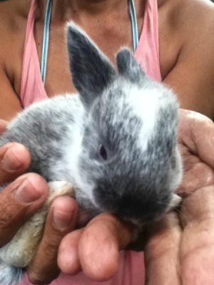 small gray and white bunny being held
