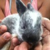 small gray and white bunny being held
