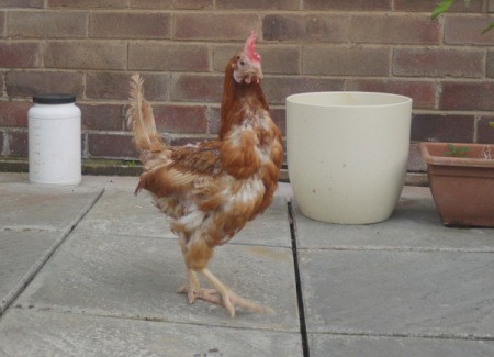 Amber and Pearl (Chickens)