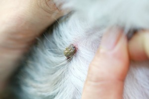 A tick being removed from a pet's skin.