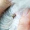 A tick being removed from a pet's skin.