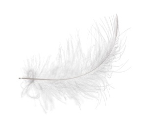 A white feather on a white background.