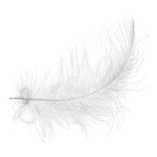 A white feather on a white background.