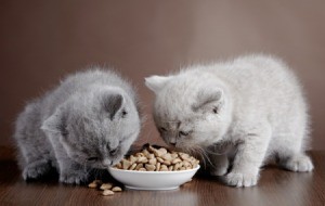 Two kittens eating from a bowl of dry food.