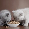 Two kittens eating from a bowl of dry food.
