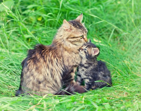 A mama cat with her kitten outside.