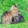 A mama cat with her kitten outside.