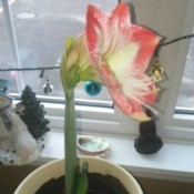 amaryllis flower