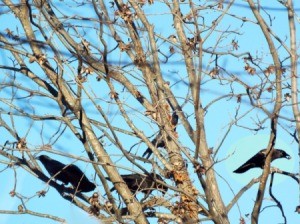 crows in pecan tree
