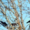 crows in pecan tree