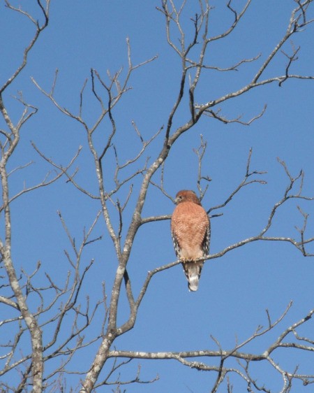 front view of hawk looking to the right sitting on leafless branch