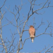 front view of hawk looking to the right sitting on leafless branch