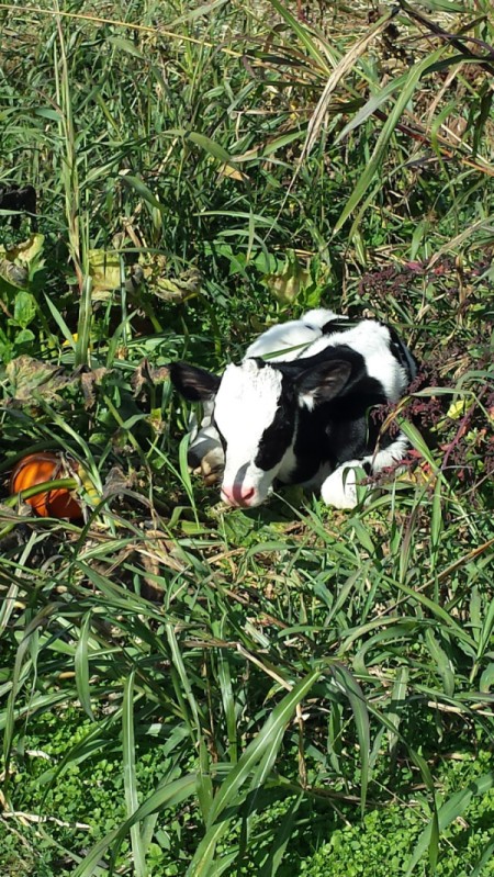 calf sleeping in a pumpkin patch