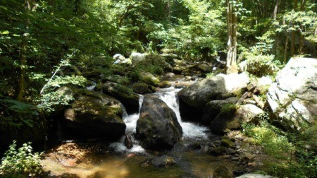 A stream in the woods