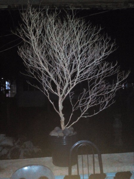 Gold Painted Branch Christmas Tree