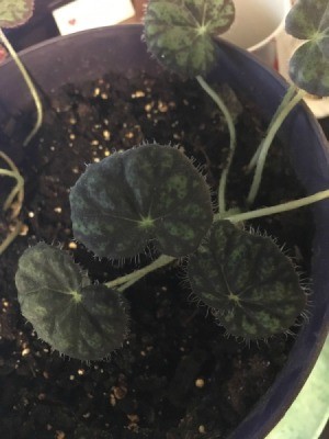 plant with dark and lighter green patterned round leaves
