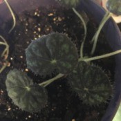 plant with dark and lighter green patterned round leaves