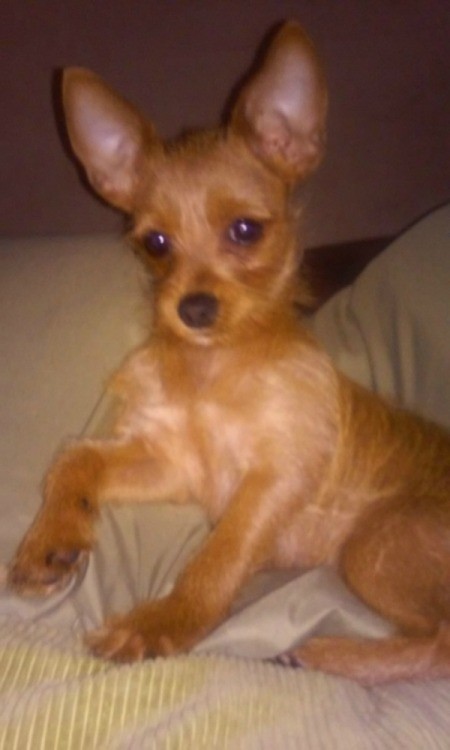 small brown dog on bed
