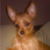 small brown dog on bed