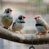 Three zebra finches sitting on a branch in a cage.
