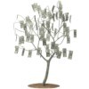 Photo of a money tree.