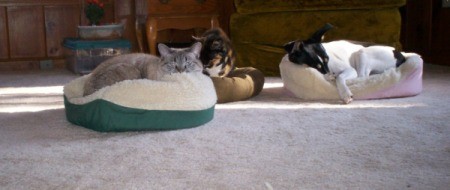 two cats and a dog lying in their beds