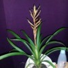 bromeliad looking plant