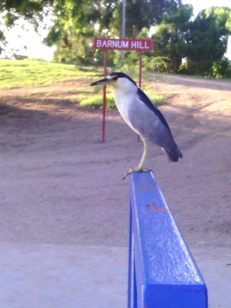 larger white and black bird with longer beak sitting on a blue sign